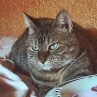Nanetta sucht ihr Traumzuhause, Katze zur Adoption