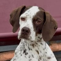 Acira, geb. ca. 04/2023, 67735 Mehlbach, Hündin zur Adoption