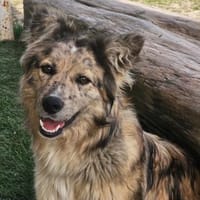 SOJA ❤ Border Collie Berger des Pyrénée, Hündin zur Adoption