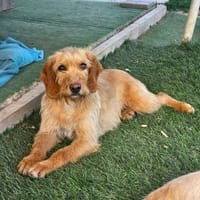 MAJA❤ Griffon Fauve de Bretagne, 47627, Hündin zur Adoption