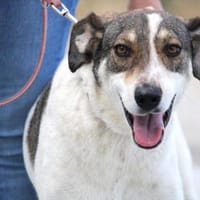 Elric ist ein wunderbarer, offener Hund!, Hund zur Adoption