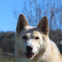 Ein Wattewölkchen auf vier Pfoten- Eira, Hündin zur Adoption