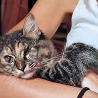 Sehbehinderte Kiraz sucht ihre Familie, Katze zur Adoption