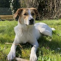 Ida💕wartet in 33104 Paderborn, Hündin zur Adoption