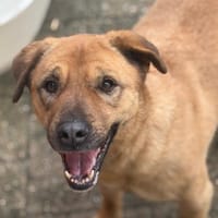 LENY - Goldschatz sucht Zuhause, Hündin zur Adoption