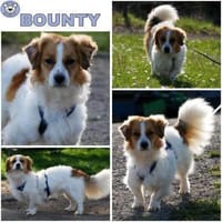 BOUNTY -freundlich & lebensfroh-, Hund zur Adoption