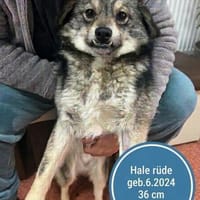 Hale wartet in 55432 Damscheid auf Dich!, Hund zur Adoption