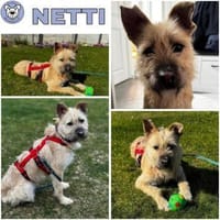 NETTI -kleine Strahlemaus-, Hündin zur Adoption