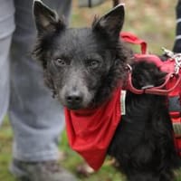 Sanfter Szike in 38268 Lengede-Broistedt, Hund zur Adoption