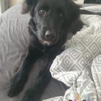 Hundekind Joker auf Pflegestelle, Hund zur Adoption