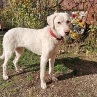 Chopper sucht sein Traumzuhause, Hund zur Adoption