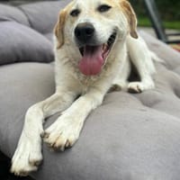 LYNN - verschmuste Hündin sucht Familie, Hündin zur Adoption