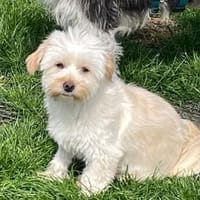 Angel💕kleiner Engel, Hündin zur Adoption