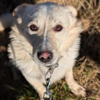 Filu, der kleine Eisbär 🐾, Hund zur Adoption