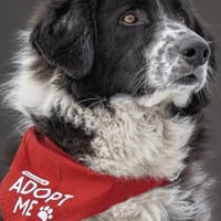 Harry - ein treuer Prachtkerl, Hund zur Adoption