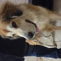 Große, flauschige Emma sucht Einzelplatz, Hündin zur Adoption