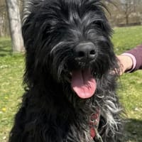 Armani, Riesenschnauzer-Mix (geb.08/25), Hund zur Adoption