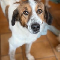 SONORA - hübsche liebe junge Hündin, Hündin zur Adoption