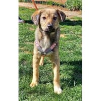 Jellybean - wartet in 91325 Adelsdorf, Hündin zur Adoption