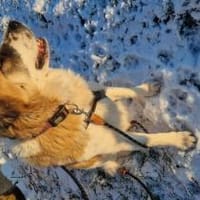 Beethoven sucht erfahrene Menschen, Hund zur Adoption