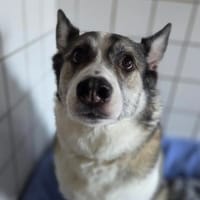 aufgeschlossener BOBBY braucht Anschluß, Hund zur Adoption