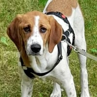 Sensibler Leo, Hund zur Adoption