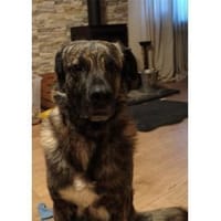 Kaiso - wartet in 57520 Friedewald, Hund zur Adoption