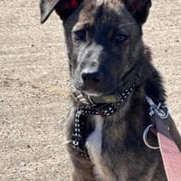 Wisey wartet in Hamburg auf sein Zuhause, Hund zur Adoption