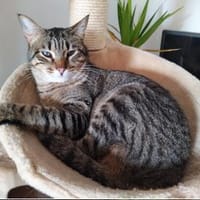 Monty sucht in Wohnungshaltung, Kater zur Adoption