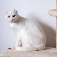 Nava sucht mit Balkon/Terrasse/Garten, Katze zur Adoption
