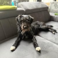 Zottel  - ein total lieber Terrier-Bub, Hund zur Adoption