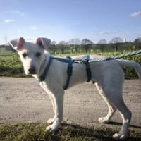 Tom, kleiner Rüde sucht Zuhause, Hund zur Adoption