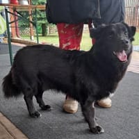 Nero, Junghund sucht neue Familie, Hund zur Adoption
