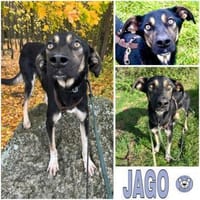 JAGO -Freundlich, aufgeschlossen &sozial, Hund zur Adoption
