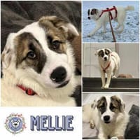 MELLIE * vorsichtig freundlich kuschlig, Hündin zur Adoption