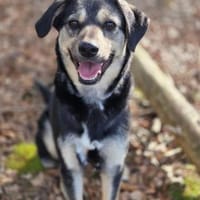 Leika wartet in Bayern auf ihre Chance!, Hündin zur Adoption