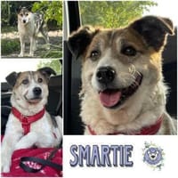 SMARTIE * ruhiger Typ s Vertrauensmensch, Hund zur Adoption