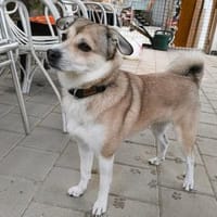 ❤Traumhund Lotti sucht ihr Glück..., Hündin zur Adoption