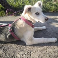 Ida, neugieriger Welpe sucht Zuhause, Hündin zur Adoption