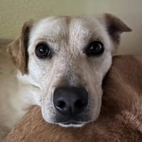 Edgar, Hund zur Adoption