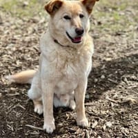 Sam - Unglücksrabe, Hund zur Adoption