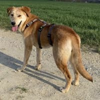 Hübsche Elisa, Hündin zur Adoption