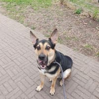 Schäferhund Liebhaber aufgepasst 🙏, Hund zur Adoption