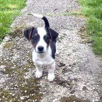 Cosmo ein kleiner Jack Russel Mix, Hund zur Adoption
