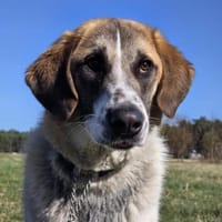 🐾 Cooper  sensibler junger Rüde, Hund zur Adoption