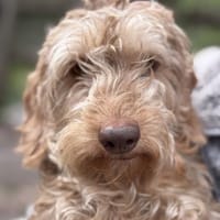 Clove, Hündin zur Adoption