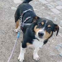 Luke, ein Frauentyp, Hund zur Adoption