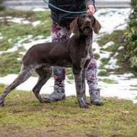 Nereus, Hund zur Adoption