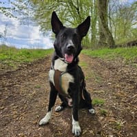 ❤Lucky -Gentleman im schwarzen Frack, Hund zur Adoption