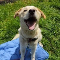 Sanfter Casper, Hund zur Adoption